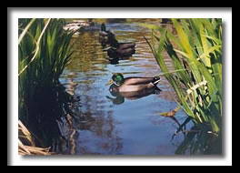 Mallard in the water