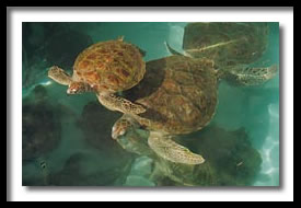 Giant Sea Turtles